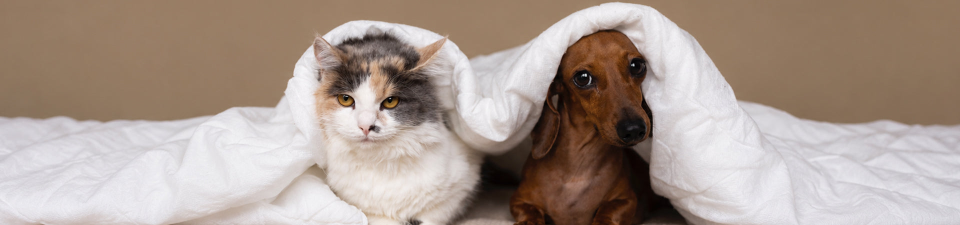 Kedi ve Köpeklerde Bağırsak Sağlığı Neden Bu Kadar Önemlidir?