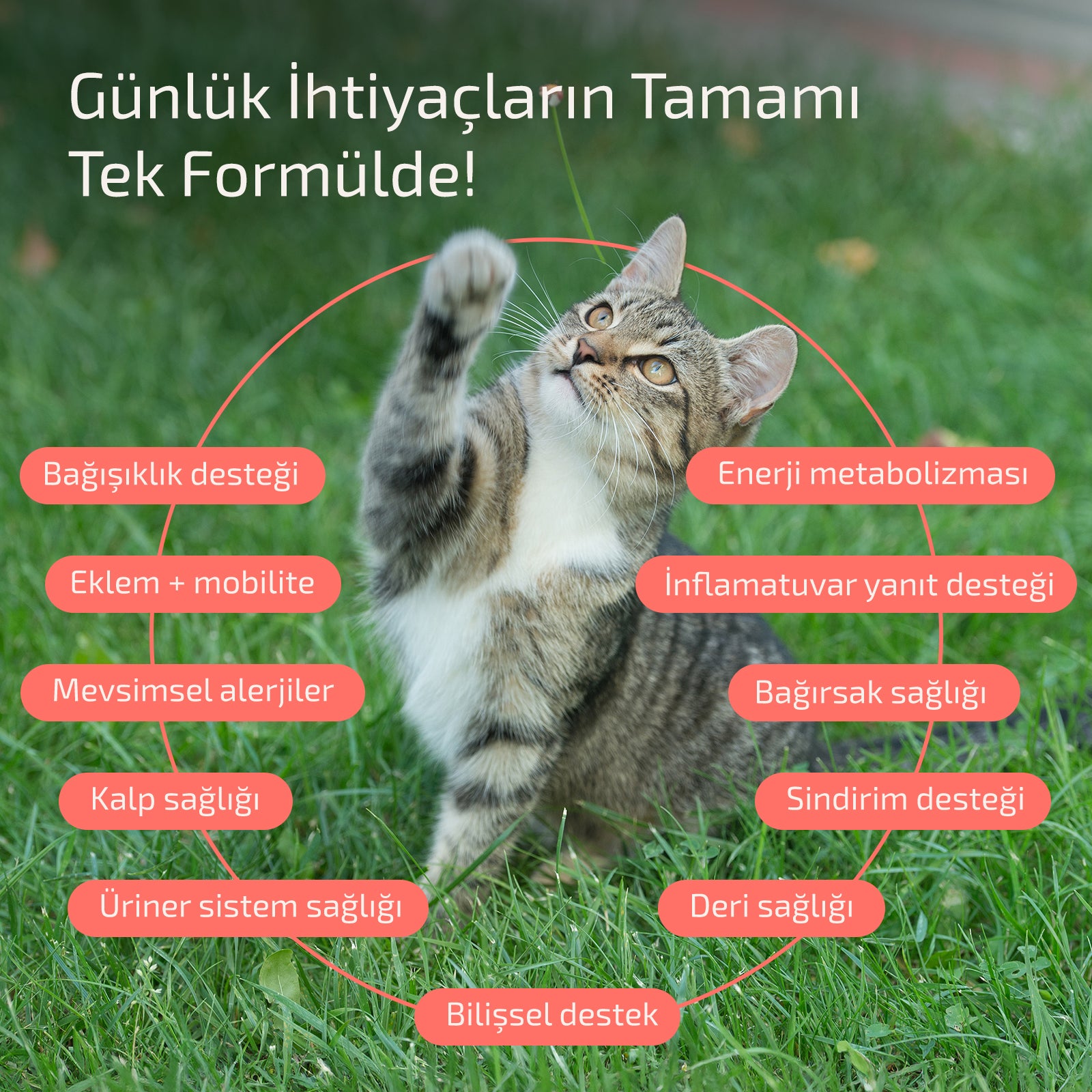 Daily Vitamix - Kedi lang:tr