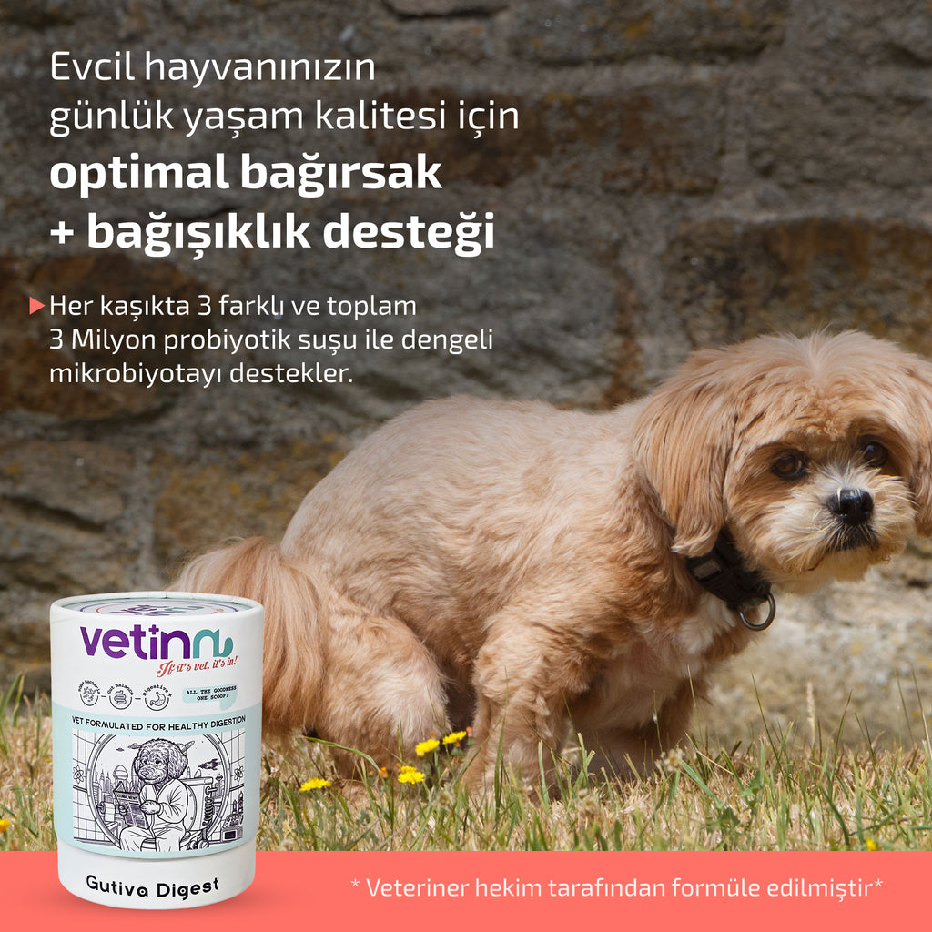Gutiva Digest - Köpek lang:tr