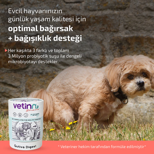 Gutiva Digest - Köpek lang:tr