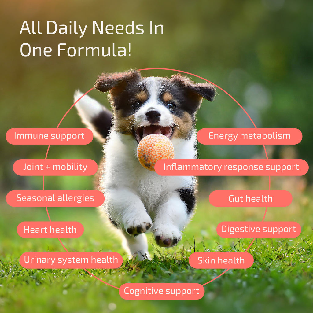 Daily Vitamix - Dog lang:en